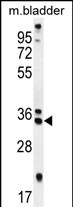 REEP4 Antibody (C-term) (Cat. #AP53628PU-N) western blot analysis in mouse bladder tissue lysates (35ug/lane).This demonstrates the REEP4 antibody detected the REEP4 protein (arrow).