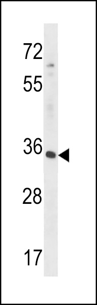 RFNG Antibody (C-term) (Cat. #AP53638PU-N) western blot analysis in HepG2 cell line lysates (35ug/lane).This demonstrates the RFNG antibody detected the RFNG protein (arrow).