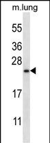 RHEBL1 Antibody (N-term) (Cat. #AP53657PU-N) western blot analysis in mouse lung tissue lysates (35ug/lane).This demonstrates the RHEBL1 antibody detected the RHEBL1 protein (arrow).