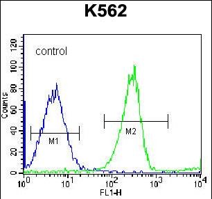RPS4Y1 Antibody (Center) (Cat. #AP53741PU-N) flow cytometric analysis of K562 cells (right histogram) compared to a negative control cell (left histogram).FITC-conjugated goat-anti-rabbit secondary antibodies were used for the analysis.