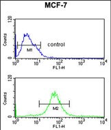 RT25 Antibody (C-term) (Cat. #AP53758PU-N) flow cytometric analysis of MCF-7 cells (bottom histogram) compared to a negative control cell (top histogram).FITC-conjugated goat-anti-rabbit secondary antibodies were used for the analysis.