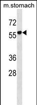 RUNDC1 Antibody (C-term) (Cat. #AP53769PU-N) western blot analysis in mouse stomach tissue lysates (35ug/lane).This demonstrates the RUNDC1 antibody detected the RUNDC1 protein (arrow).