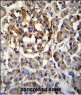 SEC14L5 Antibody (Center) (Cat. #AP53832PU-N)immunohistochemistry analysis in formalin fixed and paraffin embedded human pancreas tissue followed by peroxidase conjugation of the secondary antibody and DAB staining.This data demonstrates the use of SEC14L5 Antibody (Center) for immunohistochemistry.  Clinical relevance has not been evaluated.