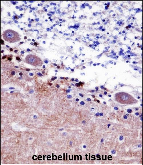 SEPT5 Antibody (N-term) (AP53853PU-N)immunohistochemistry analysis in formalin fixed and paraffin embedded human cerebellum tissue followed by peroxidase conjugation of the secondary antibody and DAB staining.This data demonstrates the use of SEPT5 Antibody (N-term) for immunohistochemistry.  Clinical relevance has not been evaluated.