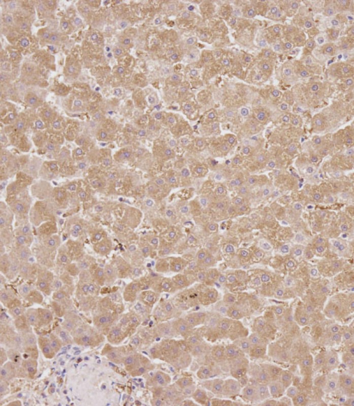 Immunohistochemical analysis of AP10736C on paraffin-embedded Human liver tissue.  Tissue was fixed with formaldehyde at room temperature.  Heat induced epitope retrieval was performed by EDTA buffer (pH9. 0).  Samples were incubated with primary antibody(1:100) for 1 hour at room temperature.  Undiluted CRF Anti-Polyvalent HRP Polymer antibody was used as the secondary antibody.