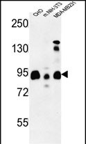 SGIP1 Antibody (N-term) (Cat. #AP53888PU-N) western blot analysis in CHO,MDA-MB231, mouse NIH-3T3 cell line lysates (35ug/lane).This demonstrates the SGIP1 antibody detected the SGIP1 protein (arrow).