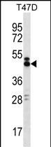 SLAMF6 Antibody (C-term) (Cat. #AP53926PU-N) western blot analysis in T47D cell line lysates (35ug/lane).This demonstrates the SLAMF6 antibody detected the SLAMF6 protein (arrow).