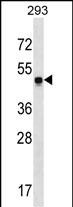 SNX17 Antibody (N-term) (Cat. #AP53973PU-N) western blot analysis in 293 cell line lysates (35ug/lane).This demonstrates the SNX17 antibody detected the SNX17 protein (arrow).