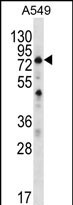 SPATA7 Antibody (C-term) (Cat. #AP54003PU-N) western blot analysis in A549 cell line lysates (35ug/lane).This demonstrates the SPATA7 antibody detected the SPATA7 protein (arrow).