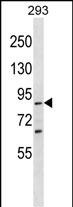 SPG20 Antibody (C-term) (Cat. #AP54015PU-N) western blot analysis in 293 cell line lysates (35ug/lane).This demonstrates the SPG20 antibody detected the SPG20 protein (arrow).