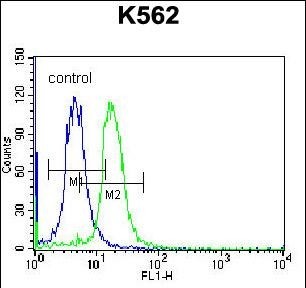 STARD5 Antibody (N-term) (Cat. #AP54068PU-N) flow cytometric analysis of K562 cells (right histogram) compared to a negative control cell (left histogram).FITC-conjugated donkey-anti-rabbit secondary antibodies were used for the analysis.