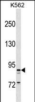 TAS1R3 Antibody (N-term) (Cat. #AP54155PU-N) western blot analysis in K562 cell line lysates (35ug/lane).This demonstrates the TAS1R3 antibody detected the TAS1R3 protein (arrow).