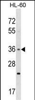TAS2R7 Antibody (C-term) (Cat. #AP54158PU-N) western blot analysis in HL-60 cell line lysates (35ug/lane).This demonstrates the TAS2R7 antibody detected the TAS2R7 protein (arrow).