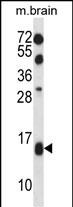 TCEB2 Antibody (N-term) (Cat. #AP16007a) western blot analysis in mouse brain tissue lysates (35ug/lane).This demonstrates the TCEB2 antibody detected the TCEB2 protein (arrow).