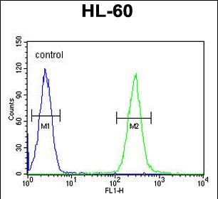 TCL6 Antibody (C-term) (Cat. #AP54205PU-N) flow cytometric analysis of HL-60 cells (right histogram) compared to a negative control cell (left histogram).FITC-conjugated goat-anti-rabbit secondary antibodies were used for the analysis.