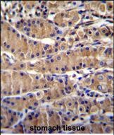 TEKT5 Antibody (Center) (Cat. #AP54217PU-N)immunohistochemistry analysis in formalin fixed and paraffin embedded human stomach tissue followed by peroxidase conjugation of the secondary antibody and DAB staining.This data demonstrates the use of TEKT5 Antibody (Center) for immunohistochemistry.  Clinical relevance has not been evaluated.