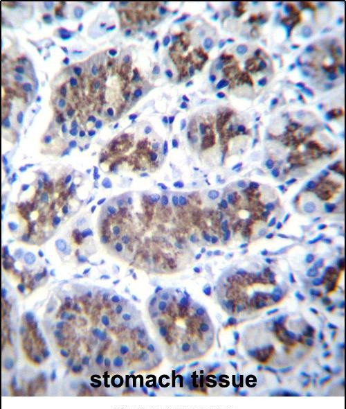 TMM18 Antibody (Center) (Cat. #AP54291PU-N)immunohistochemistry analysis in formalin fixed and paraffin embedded human stomach tissue followed by peroxidase conjugation of the secondary antibody and DAB staining.This data demonstrates the use of TMM18 Antibody (Center) for immunohistochemistry.  Clinical relevance has not been evaluated.