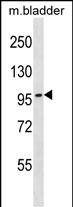 TOP3B Antibody (C-term) (Cat. #AP54334PU-N) western blot analysis in mouse bladder tissue lysates (35ug/lane).This demonstrates the TOP3B antibody detected the TOP3B protein (arrow).