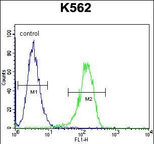 TTBK2 Antibody (N-term) (Cat. #AP54392PU-N) flow cytometric analysis of K562 cells (right histogram) compared to a negative control cell (left histogram).FITC-conjugated goat-anti-rabbit secondary antibodies were used for the analysis.