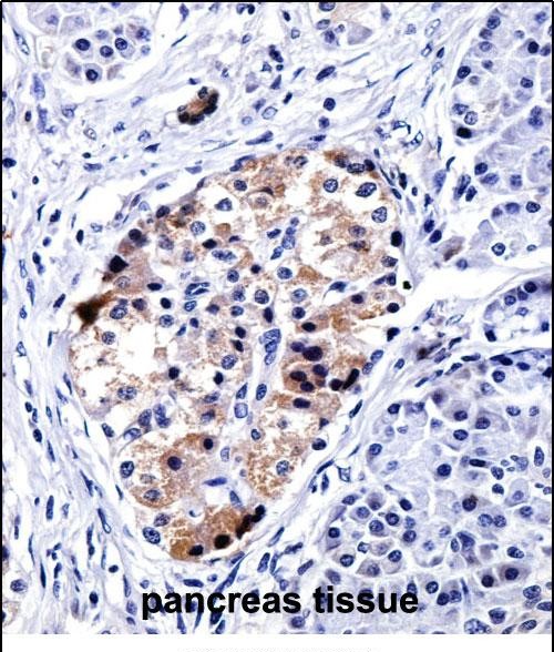 VAMP3 Antibody (Center) (AP54499PU-N)immunohistochemistry analysis in formalin fixed and paraffin embedded human pancreas tissue followed by peroxidase conjugation of the secondary antibody and DAB staining.This data demonstrates the use of VAMP3 Antibody (Center) for immunohistochemistry.  Clinical relevance has not been evaluated.