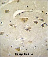 VSTM2A Antibody (Center) (Cat. #AP54523PU-N)immunohistochemistry analysis in formalin fixed and paraffin embedded human brain tissue followed by peroxidase conjugation of the secondary antibody and DAB staining.This data demonstrates the use of VSTM2A Antibody (Center) for immunohistochemistry.  Clinical relevance has not been evaluated.