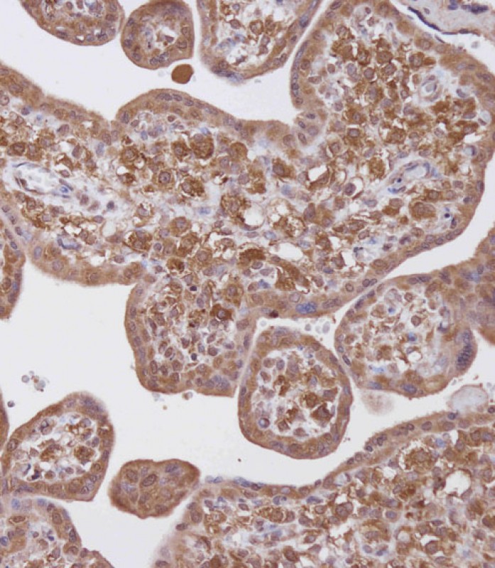 Immunohistochemical analysis of AP54543PU-N on paraffin-embedded Human placenta tissue.  Tissue was fixed with formaldehyde at room temperature.  Heat induced epitope retrieval was performed by EDTA buffer (pH9. 0).  Samples were incubated with primary antibody(1:100) for 1 hour at room temperature.  Undiluted CRF Anti-Polyvalent HRP Polymer antibody was used as the secondary antibody.