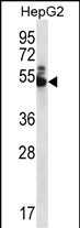 WDR85 Antibody (N-term) (Cat. #AP12477a) western blot analysis in HepG2 cell line lysates (35ug/lane).This demonstrates the WDR85 antibody detected the WDR85 protein (arrow).