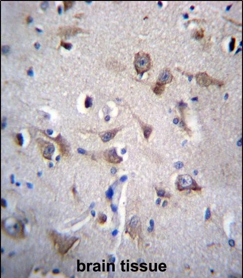 YIF1B Antibody (N-term) (Cat. #AP54596PU-N)immunohistochemistry analysis in formalin fixed and paraffin embedded human brain tissue followed by peroxidase conjugation of the secondary antibody and DAB staining.This data demonstrates the use of YIF1B Antibody (N-term) for immunohistochemistry.  Clinical relevance has not been evaluated.