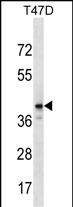 ZNF124 Antibody (N-term) (Cat. #AP16656a) western blot analysis in T47D cell line lysates (35ug/lane).This demonstrates the ZNF124 antibody detected the ZNF124 protein (arrow).