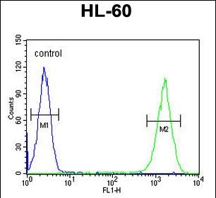 ZNF30 Antibody (N-term) (Cat. #AP54687PU-N) flow cytometric analysis of HL-60 cells (right histogram) compared to a negative control cell (left histogram).FITC-conjugated goat-anti-rabbit secondary antibodies were used for the analysis.