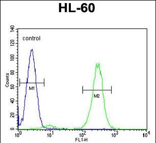 FBXW11 Antibody (Center) (Cat. #AP11217c) flow cytometric analysis of HL-60 cells (right histogram) compared to a negative control cell (left histogram).FITC-conjugated goat-anti-rabbit secondary antibodies were used for the analysis.