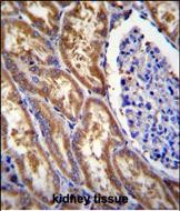 EXOC3L Antibody (C-term) (Cat. #AP11266b)immunohistochemistry analysis in formalin fixed and paraffin embedded human kidney tissue followed by peroxidase conjugation of the secondary antibody and DAB staining.This data demonstrates the use of EXOC3L Antibody (C-term) for immunohistochemistry.  Clinical relevance has not been evaluated.