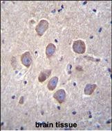 PCDHA8 Antibody (C-term) (Cat. #TA324458)immunohistochemistry analysis in formalin fixed and paraffin embedded human brain tissue followed by peroxidase conjugation of the secondary antibody and DAB staining.This data demonstrates the use of PCDHA8 Antibody (C-term) for immunohistochemistry.  Clinical relevance has not been evaluated.