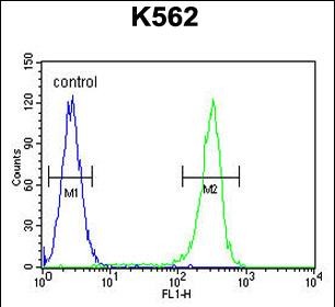 WRN Antibody (Center T802) (Cat. #AP12078c) flow cytometric analysis of K562 cells (right histogram) compared to a negative control cell (left histogram).FITC-conjugated goat-anti-rabbit secondary antibodies were used for the analysis.