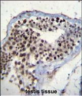 SOX15 Antibody (Center) (Cat. #TA324491)immunohistochemistry analysis in formalin fixed and paraffin embedded human testis tissue followed by peroxidase conjugation of the secondary antibody and DAB staining.This data demonstrates the use of SOX15 Antibody (Center) for immunohistochemistry.  Clinical relevance has not been evaluated.
