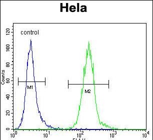 LDLRAD2 Antibody (Center) (Cat. #AP12590c) flow cytometric analysis of Hela cells (right histogram) compared to a negative control cell (left histogram).FITC-conjugated goat-anti-rabbit secondary antibodies were used for the analysis.