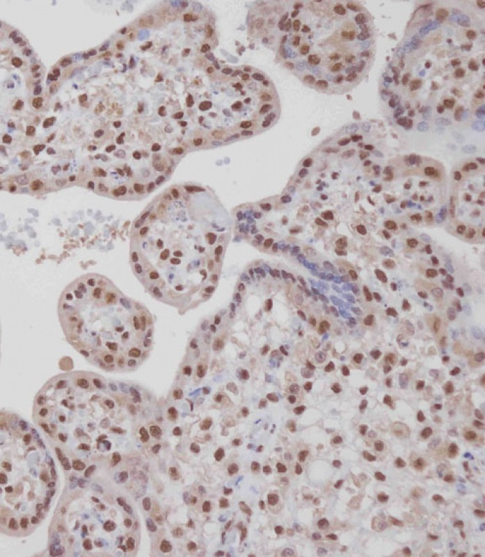 Immunohistochemical analysis of AP13763A on paraffin-embedded Human placenta tissue.   Tissue was fixed with formaldehyde at room temperature.   Heat induced epitope retrieval was performed by EDTA buffer (pH9.  0).   Samples were incubated with primary antibody(1:100) for 1 hour at room temperature.   Undiluted CRF Anti-Polyvalent HRP Polymer antibody was used as the secondary antibody.