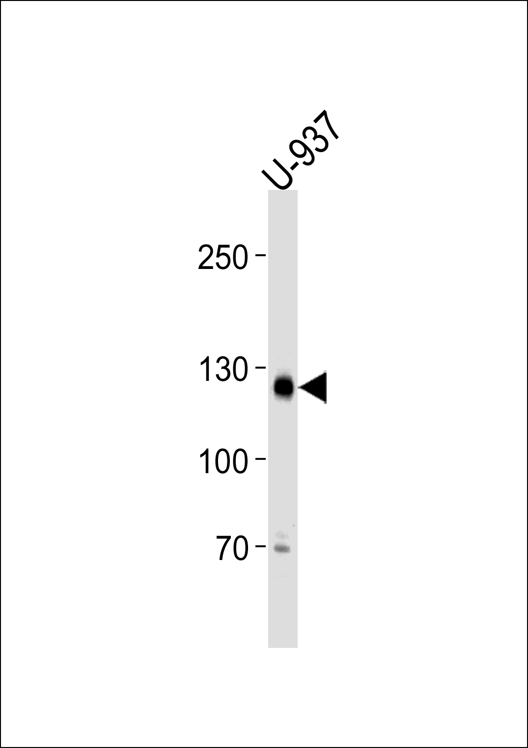SGOL2 Antibody (Center) (Cat. #TA324690) western blot analysis in U-937 cell line lysates (35ug/lane).This demonstrates the SGOL2 antibody detected the SGOL2 protein (arrow).