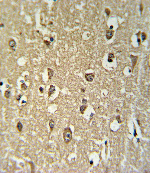 CHRNA3 Antibody (N-term) (Cat. #AP5022a) IHC analysis in formalin fixed and paraffin embedded brain tissue followed by peroxidase conjugation of the secondary antibody and DAB staining.  This data demonstrates the use of the CHRNA3 Antibody (N-term) for immunohistochemistry.  Clinical relevance has not been evaluated.