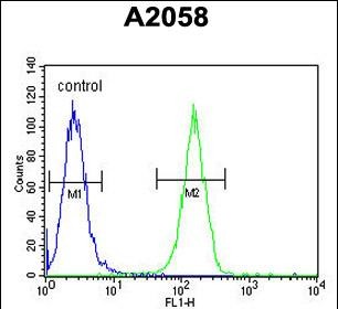 XRCC6 Antibody (C-term) (Cat. #AP5089b) flow cytometric analysis of A2058 cells (right histogram) compared to a negative control cell (left histogram).FITC-conjugated goat-anti-rabbit secondary antibodies were used for the analysis.