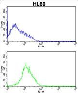 CDK4 Antibody (C-term) (Cat. #AP7520b) flow cytometric analysis of HL60 cells (bottom histogram) compared to a negative control cell (top histogram).FITC-conjugated goat-anti-rabbit secondary antibodies were used for the analysis.