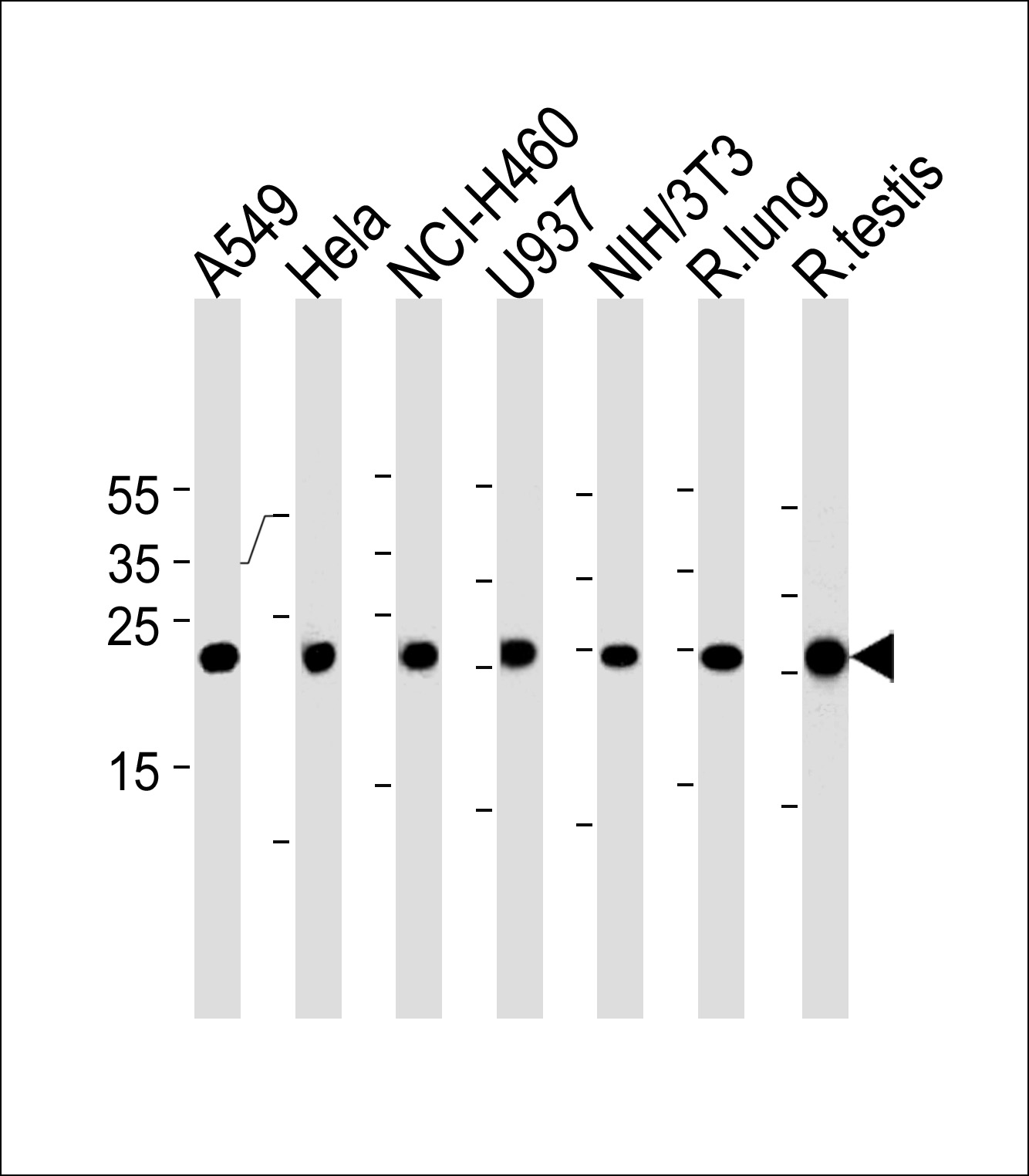 Rat Cebpd Antibody (Center) (Cat. #TA325023) western blot analysis in A549,Hela,NCI-H460,U-937,mouse NIH/3T3 cell line and rat lung,testis tissue lysates (35ug/lane).This demonstrates the Rat Cebpd antibody detected the Rat Cebpd protein (arrow).