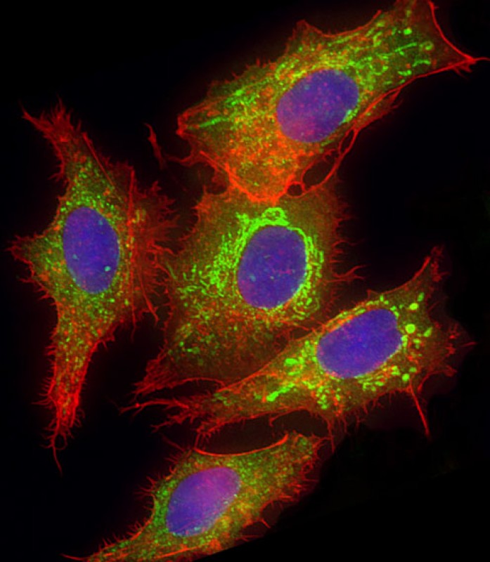 Immunofluorescent analysis of 4% paraformaldehyde-fixed, 0.1% Triton X-100 permeabilized HepG2 (human liver hepatocellular carcinoma cell line) cells labeling GLS with TA325074 at 1/25 dilution, followed by Dylight® 488-conjugated goat anti-rabbit IgG (1583138) secondary antibody at 1/200 dilution (green). Immunofluorescence image showing mitochondrion staining on HepG2 cell line.  Cytoplasmic actin is detected with Dylight® 554 Phalloidin (OI17558410) at 1/100 dilution (red). The nuclear counter stain is DAPI (blue).