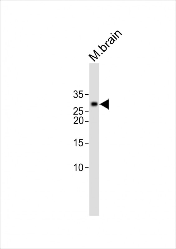 All lanes: Anti-EMX1 Antibody (C-term) at 1:1000 dilution + Mouse brain lysate

Lysates/proteins at 20 µg per lane. 
Secondary: Goat Anti-Rabbit IgG,  (H+L),  Peroxidase conjugated (ASP1615) at 1/15000 dilution. 

Observed band size: 28 KDa

Blocking/Dilution buffer: 5% NFDM/TBST.