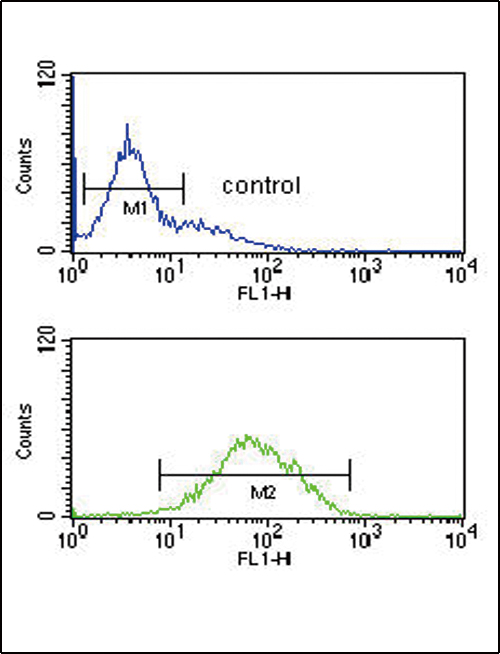 ANKH Antibody (C-term) (Cat. #AP9741b) flow cytometric analysis of K562 cells (bottom histogram) compared to a negative control cell (top histogram).FITC-conjugated goat-anti-rabbit secondary antibodies were used for the analysis.