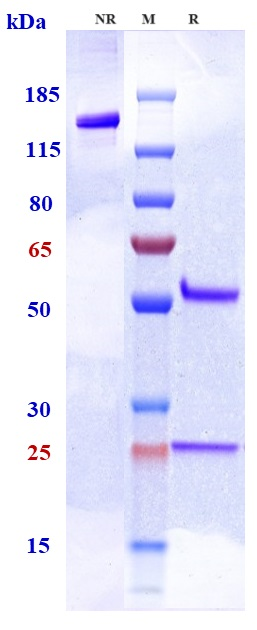Anti-PCSK9 Reference Antibody (tafolecimab) on SDS-PAGE under reducing (R) condition. The gel was stained with Coomassie Blue. The purity of the protein is greater than 95%