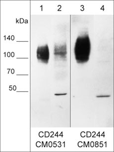 Western blot of native (lane 1 and 3) and denatured (lane 2 and 4) lysates of human THP-1 monocytes. The blot was probed with mouse monoclonals anti-CD244/2B4/SLAMF4 (lanes 1 and 2) or anti-CD244/2B4/SLAMF4. Both antibodies were used at 1:250.