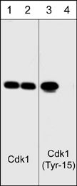 Western blot analysis of human SYF fibroblasts before (lanes 1 & 3) and after (lanes 2 & 4) treatment with alkaline phosphatase. The blots were probed with anti-Cdk1 (N-terminal region) antibody (lanes 1 & 2) or anti-Cdk1 (Tyr-15) phospho-specific antibody (lanes 3 & 4).