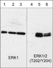 Phospho-MAPK1 Mouse Antibody [Clone ID: M206]