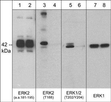 Phospho-MAPK1 (pThr188) Rabbit Antibody